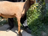 Ovca, Jaidara sheep — fotografija 2