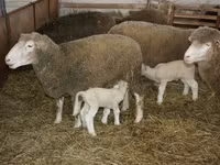 Ovan, Dorset horn sheep — fotografija 3