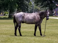 Pastuv, Quarter Horse — fotografija 4