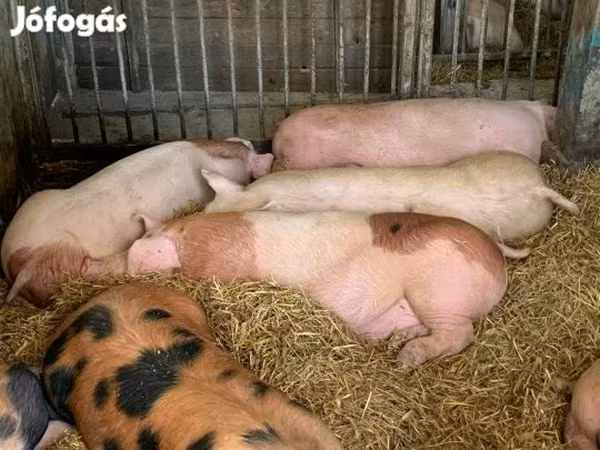 母猪, Pigs