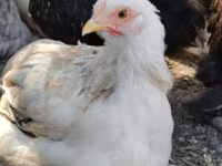 Pekinška bantam — fotografija 2
