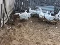 Geese — الصورة 2