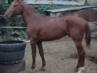 Pastuv, Trakehner — fotografija 7