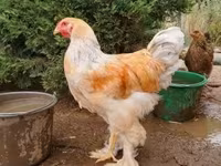 Brahma — zdjęcie 4