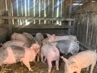 Knur, Świnie — zdjęcie 1