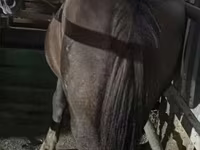 Égua, Cavalos — foto 1