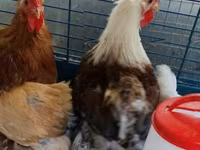 Pekin-Zwerg — Foto 8