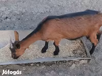 बकरी, Alpine goat — फ़ोटो 3