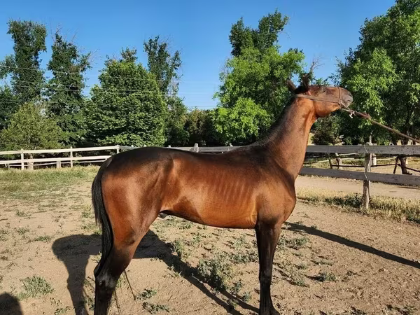 Horse (M), Akhal-Teke