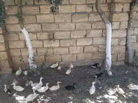 Nemački pekin — fotografija 3