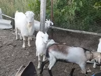 Jarac, LaMancha goats — fotografija 3