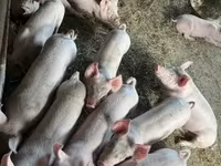 Eber, Schweine — Foto 1