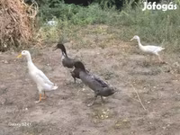 इंडियन रनर — फ़ोटो 1