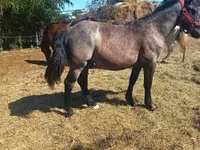 Caballo, Caballos — foto 3