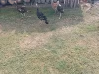 Turkeys — Foto 7