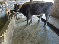 Krava, Russian Black pied cattle — fotografija 4