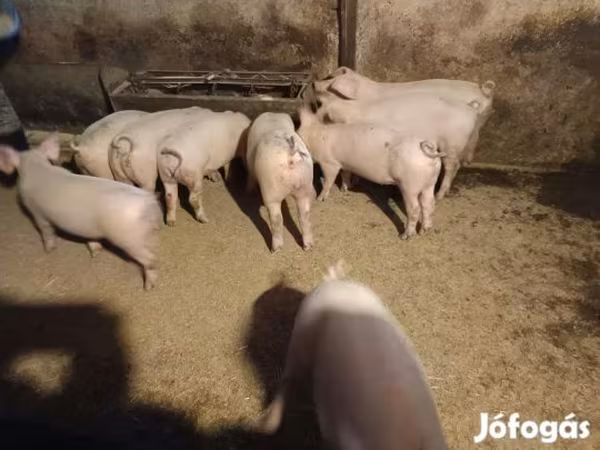 Қабан, Пятнистая