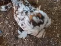 Chickens — 写真 2