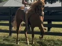 Pastuv, Rocky Mountain Horse — fotografija 7
