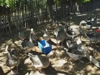 Geese — Foto 2