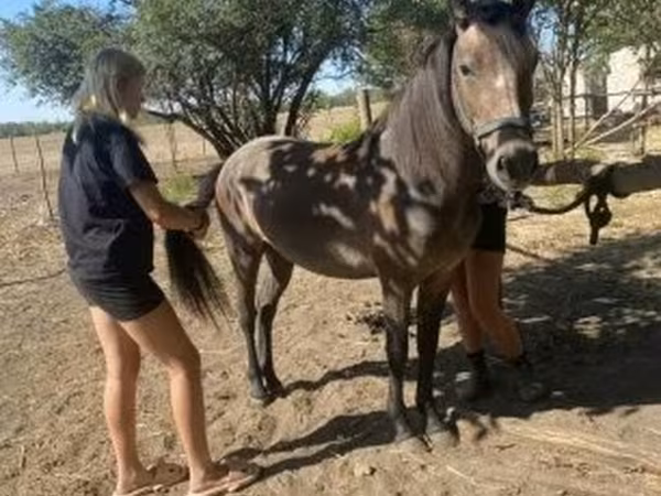Yegua, Hucul pony