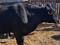 母牛, Cattle — 照片 3