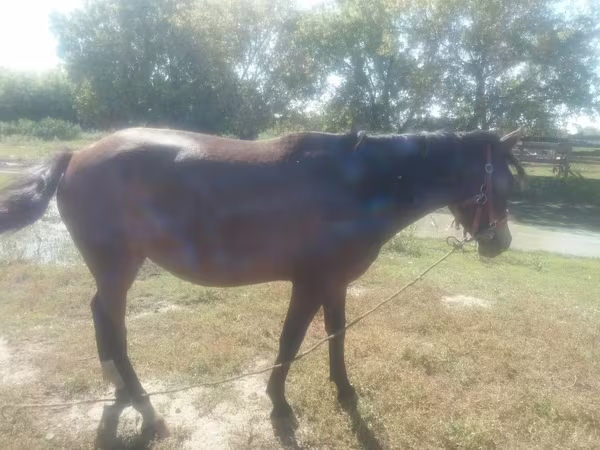 Kobyła, Horse breed