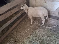 Kozy (partia, płeć nieokreślona), Kozy — zdjęcie 2