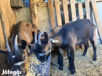 Ziegenbock, Alpine goat — Foto 4