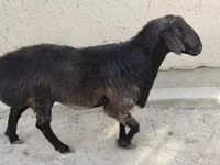 公羊, Sheep — 照片 8