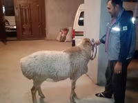 Ovan, Edilbay sheep — fotografija 2