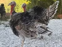 Turkeys — Foto 1
