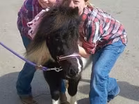 Kobila, Miniature horse — fotografija 6