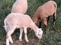मेढ़ा, Cameroon sheep — फ़ोटो 1