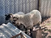 Ovan, White Suffolk sheep — fotografija 1