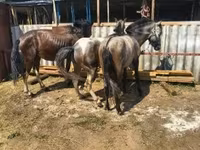 Égua, Cavalos — foto 1
