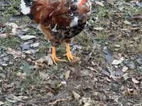 Chickens — fotografija 1