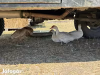 Ducks — foto 2