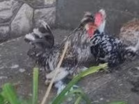 Chickens — zdjęcie 4