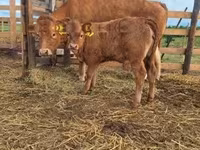 母牛, Simmental cattle — 照片 3