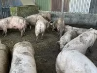 Cerdos (lote, sexo no especificado), Cerdos — foto 4
