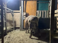 Қошқар, Rhon sheep — 2-сурет