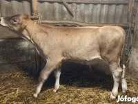 公牛, Swiss cattle — 照片 5