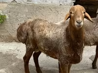 Moutons (lot, sexe non indiqué), Moutons — photo 4