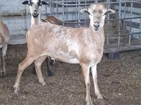 भेड़, Cameroon sheep — फ़ोटो 4