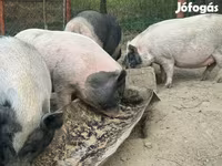 Schweine (Partie, Geschlecht nicht angegeben), Schweine — Foto 1