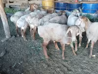 Ovan, Rhon sheep — fotografija 1