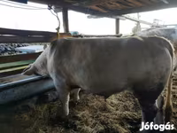 Cattle (batch, sex not specified), Cattle — photo 2
