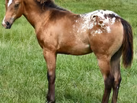 Kobila, Appaloosa — fotografija 4