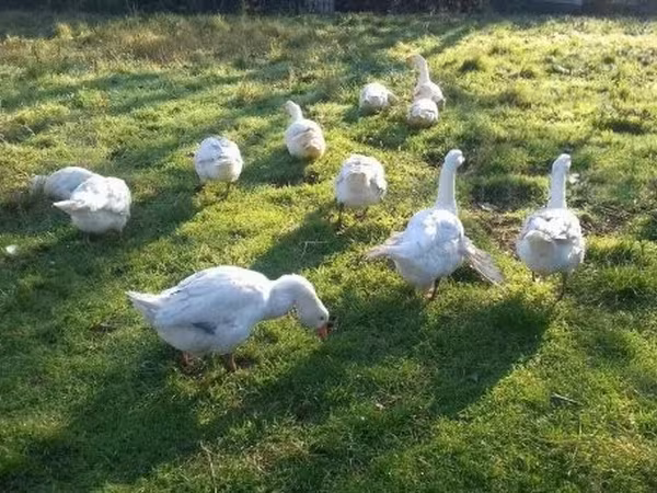 Geese — Węgry